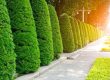 Top-Landscaping-Ideas-for-Dubai-Homes-Businesses