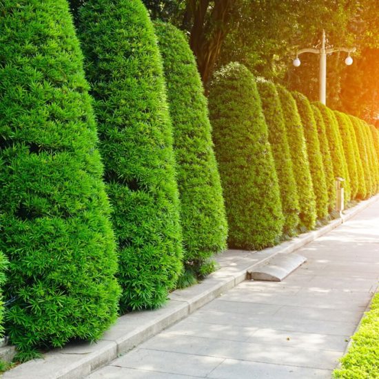 Top-Landscaping-Ideas-for-Dubai-Homes-Businesses