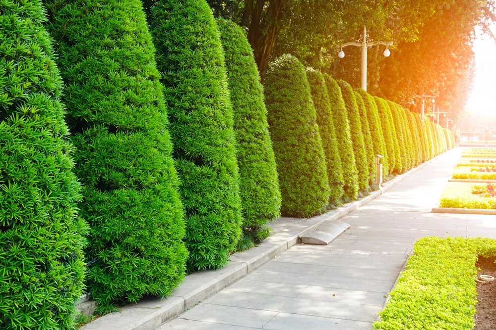 Top-Landscaping-Ideas-for-Dubai-Homes-Businesses