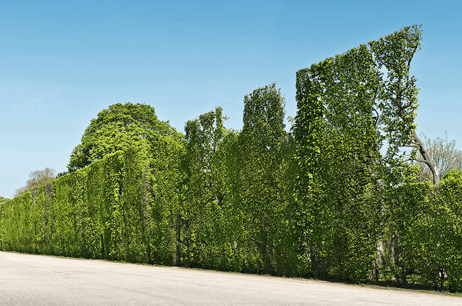 Vertical Tall Plants for Privacy