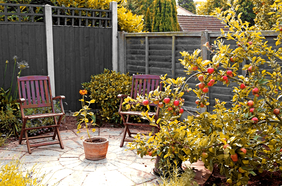 fruit-bearing-plants-for-privacy
