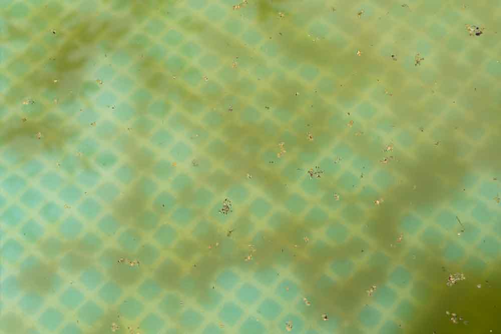 Tips-to-Prevent-Algae-in-Your-Swimming-Pool